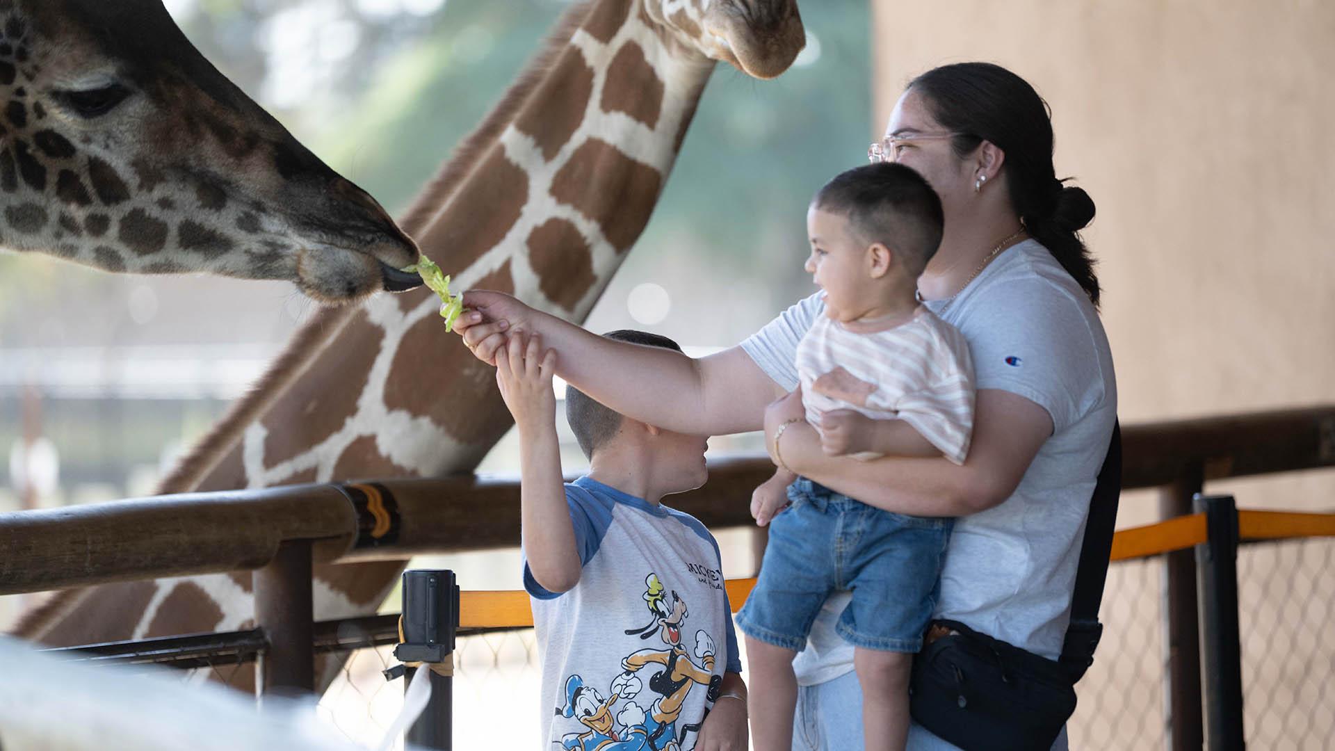 A mom holds her child, who is feeding a giraffe. 